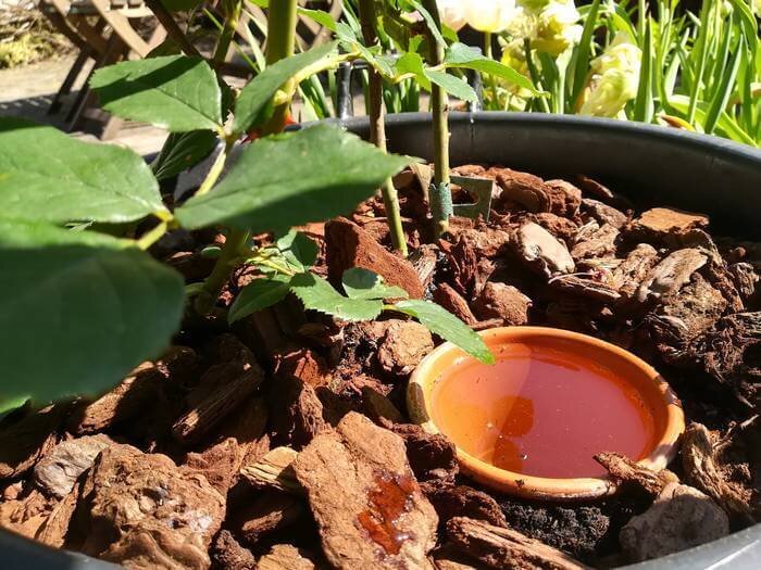 Potplanten Water Geven Voor Slimme Tuiniers — Wildi