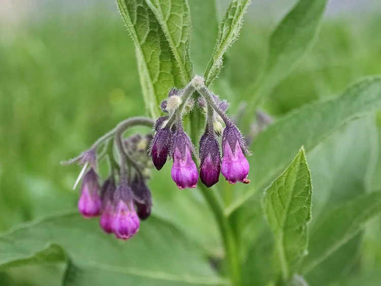 11 Beste Bijenplanten in het Voorjaar [FOTO’S] — Wildi