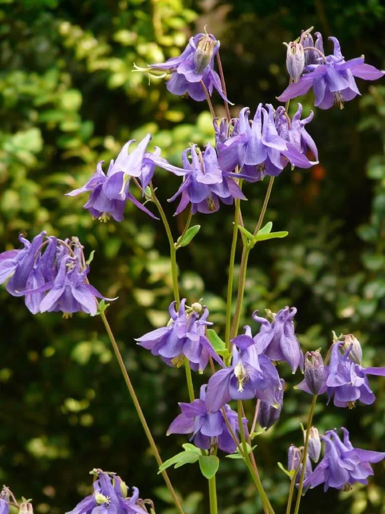 9 Beste Inheemse Schaduwplanten FOTO S Wildi 9-beste-inheemse-schaduwplanten-foto-s-wildi