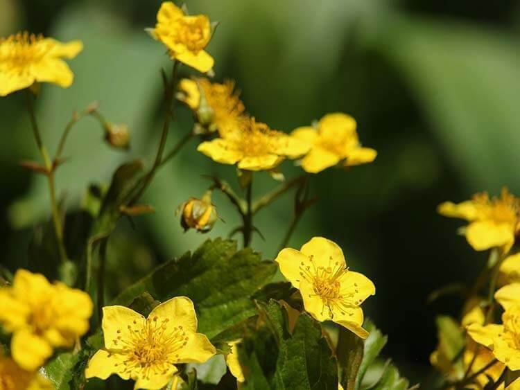 14 Planten die Tegen Wind Kunnen [FOTO’S] — Wildi