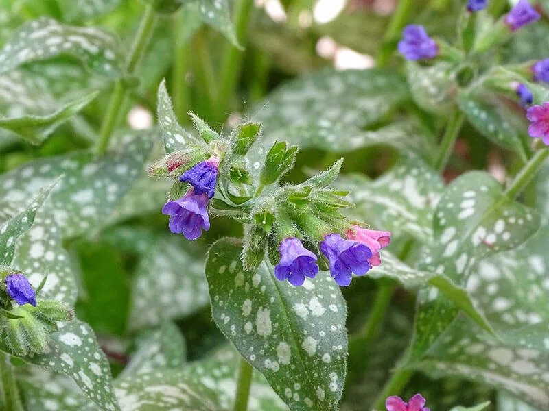 13 Planten waar Slakken Niet van Houden [FOTO’S] — Wildi