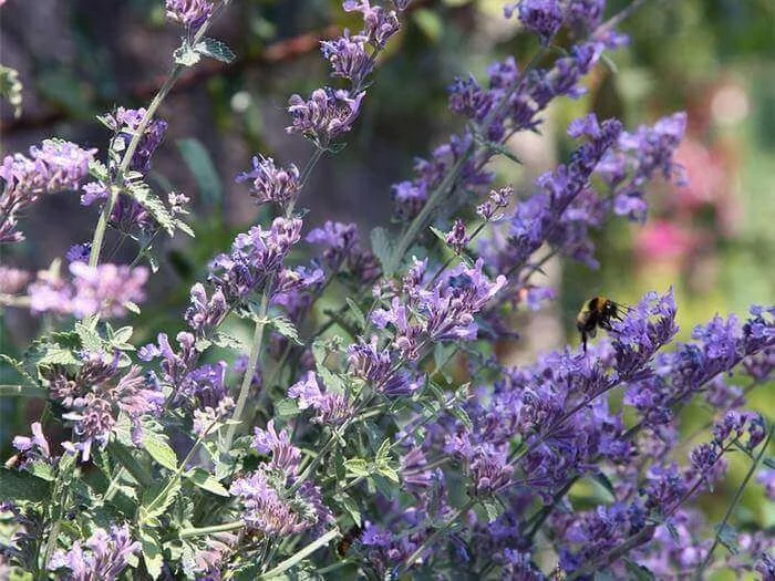14 Planten die Tegen Wind Kunnen [FOTO’S] — Wildi