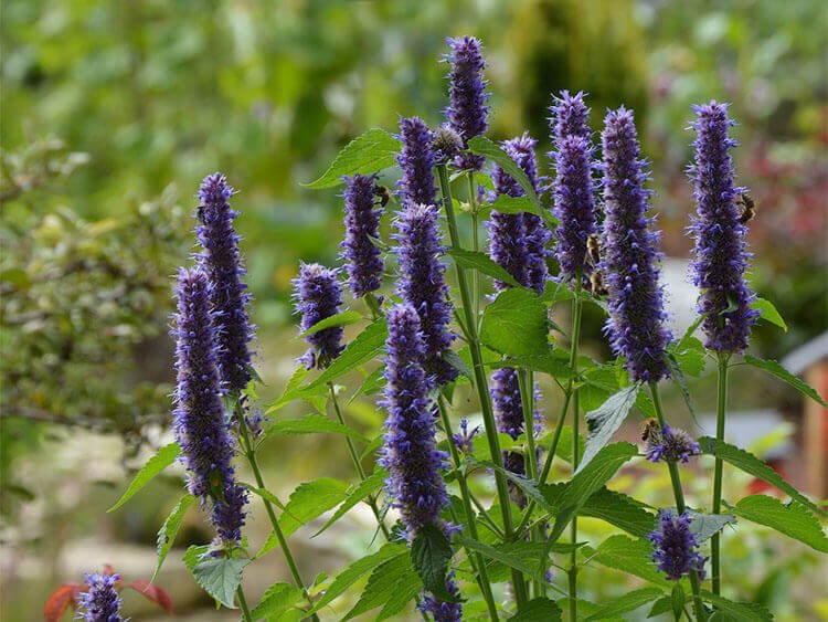 14 Planten die Tegen Wind Kunnen [FOTO’S] — Wildi
