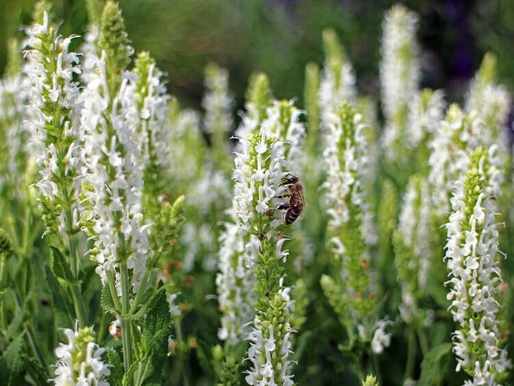 14 Planten die Tegen Wind Kunnen [FOTO’S] — Wildi