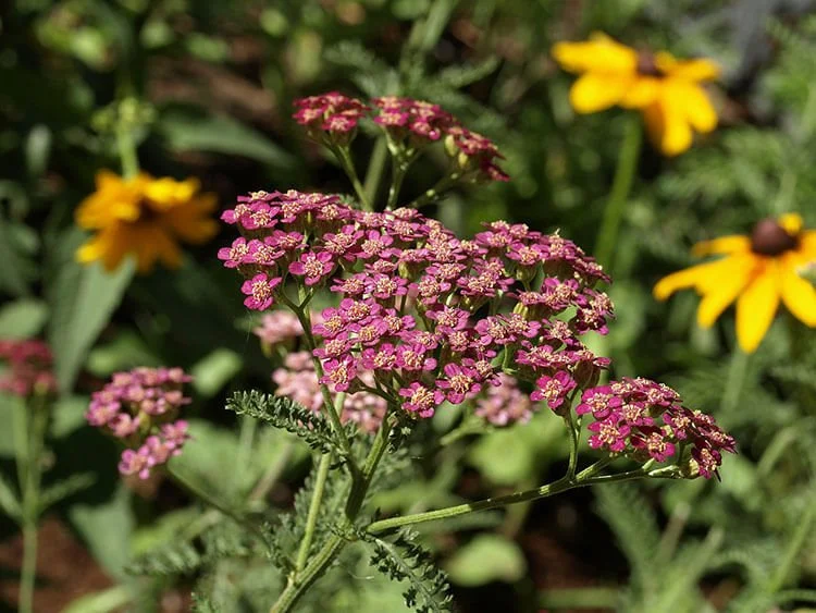 Planten Die Tegen Wind Kunnen