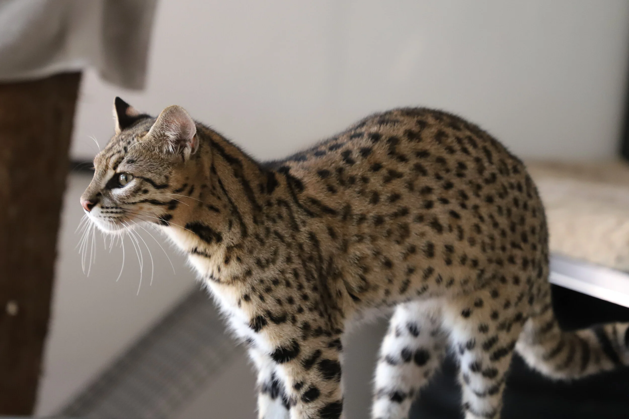 Meet MCF — Moorcroft Conservation Foundation