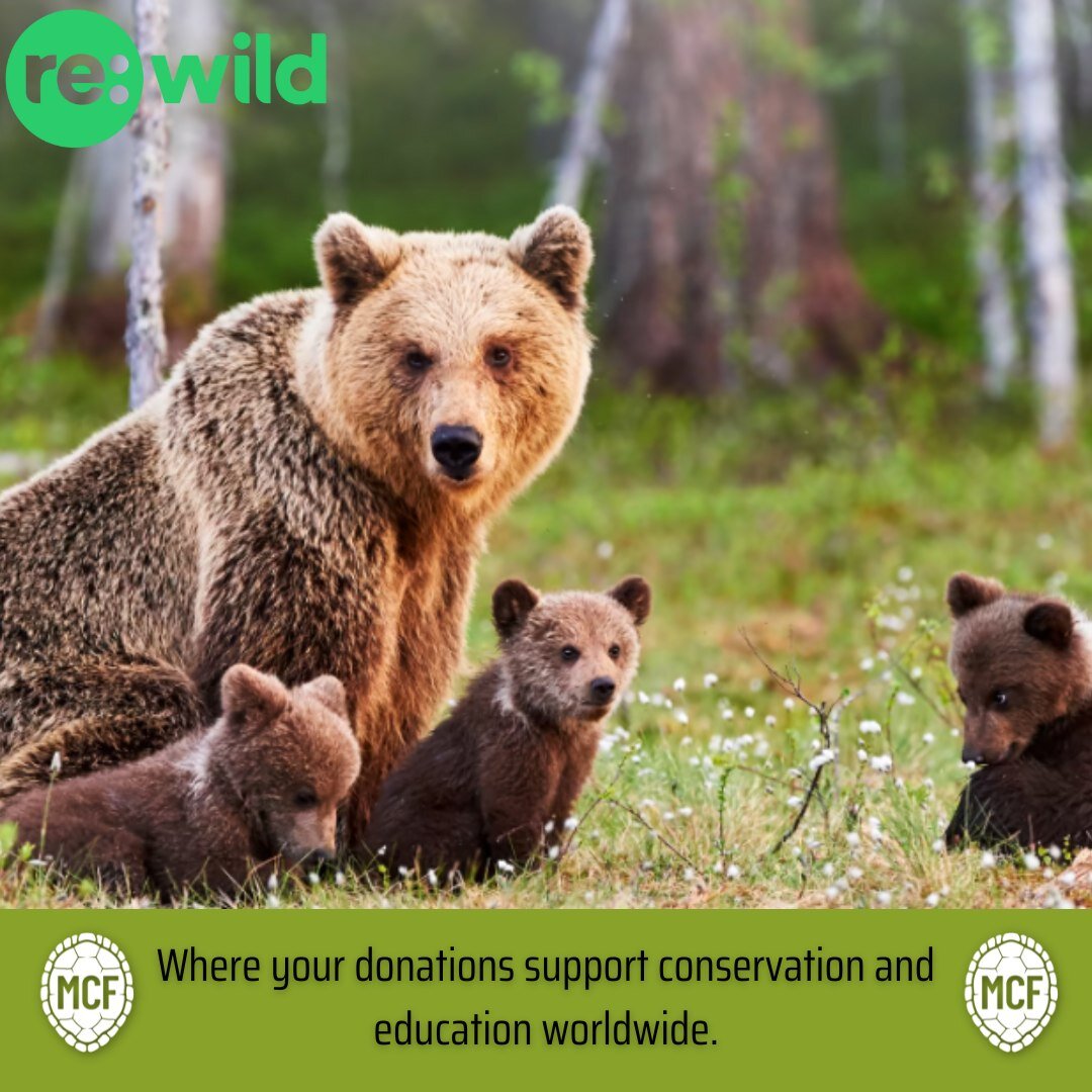 MCF is proud to support @rewild, an organization committed to facilitating worldwide change. Led by Chief Conservation Officer, Dr. Russ Mittermeier. Re:Wild focuses on solutions such as creating and managing protected areas, protecting and restoring