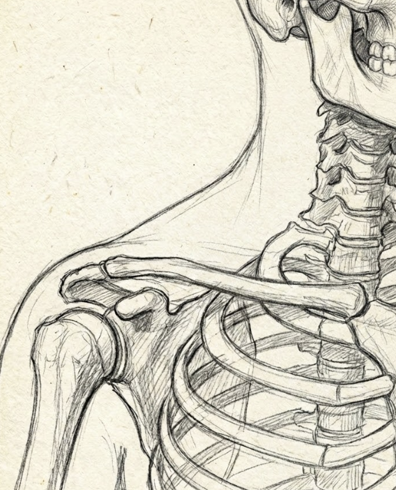 A black and white photograph of a human pelvic skeleton with screws, showcasing the pelvis bones and a section of the spine.