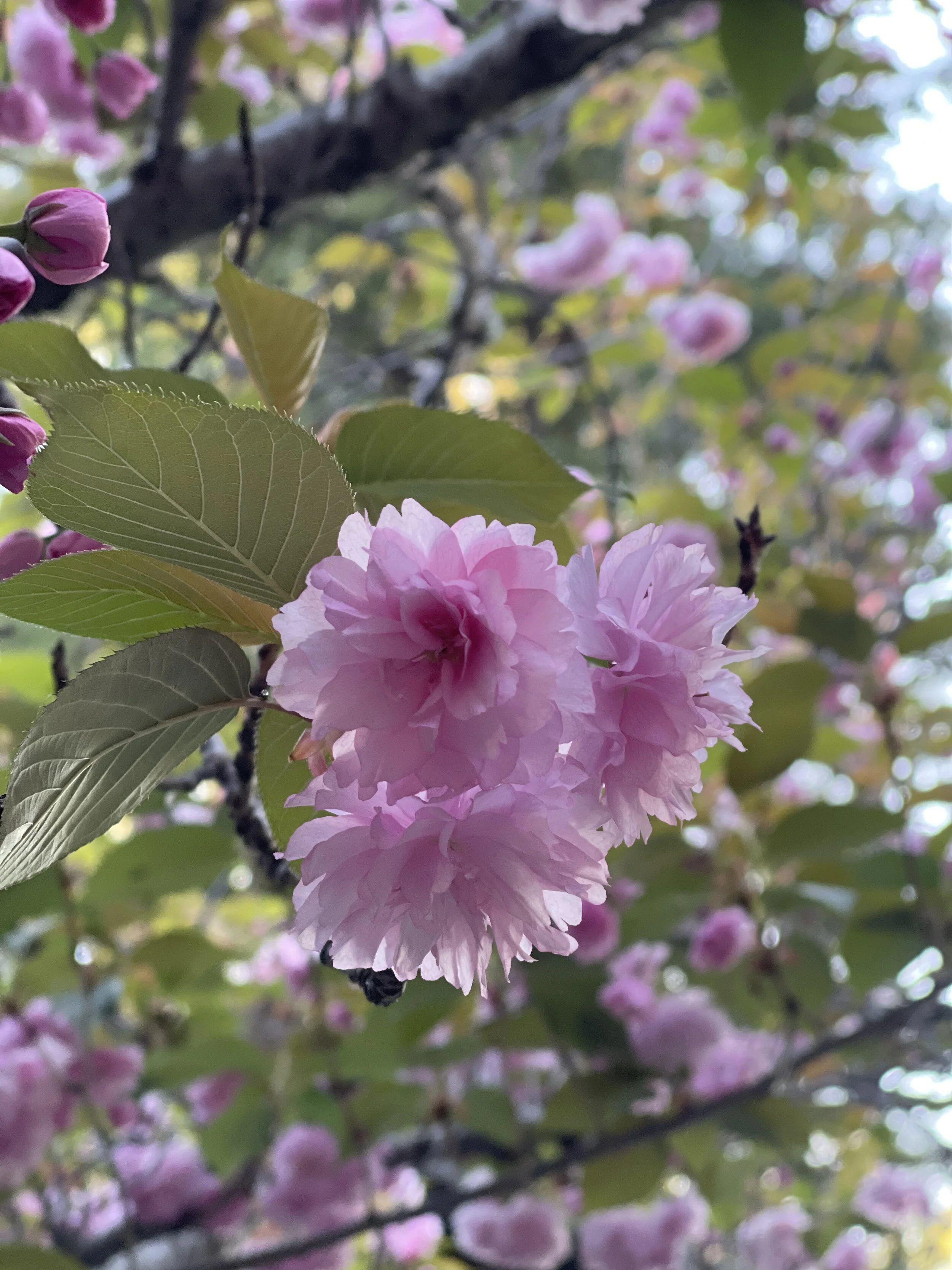 Cherry Blossom Flower Essence — earthn
