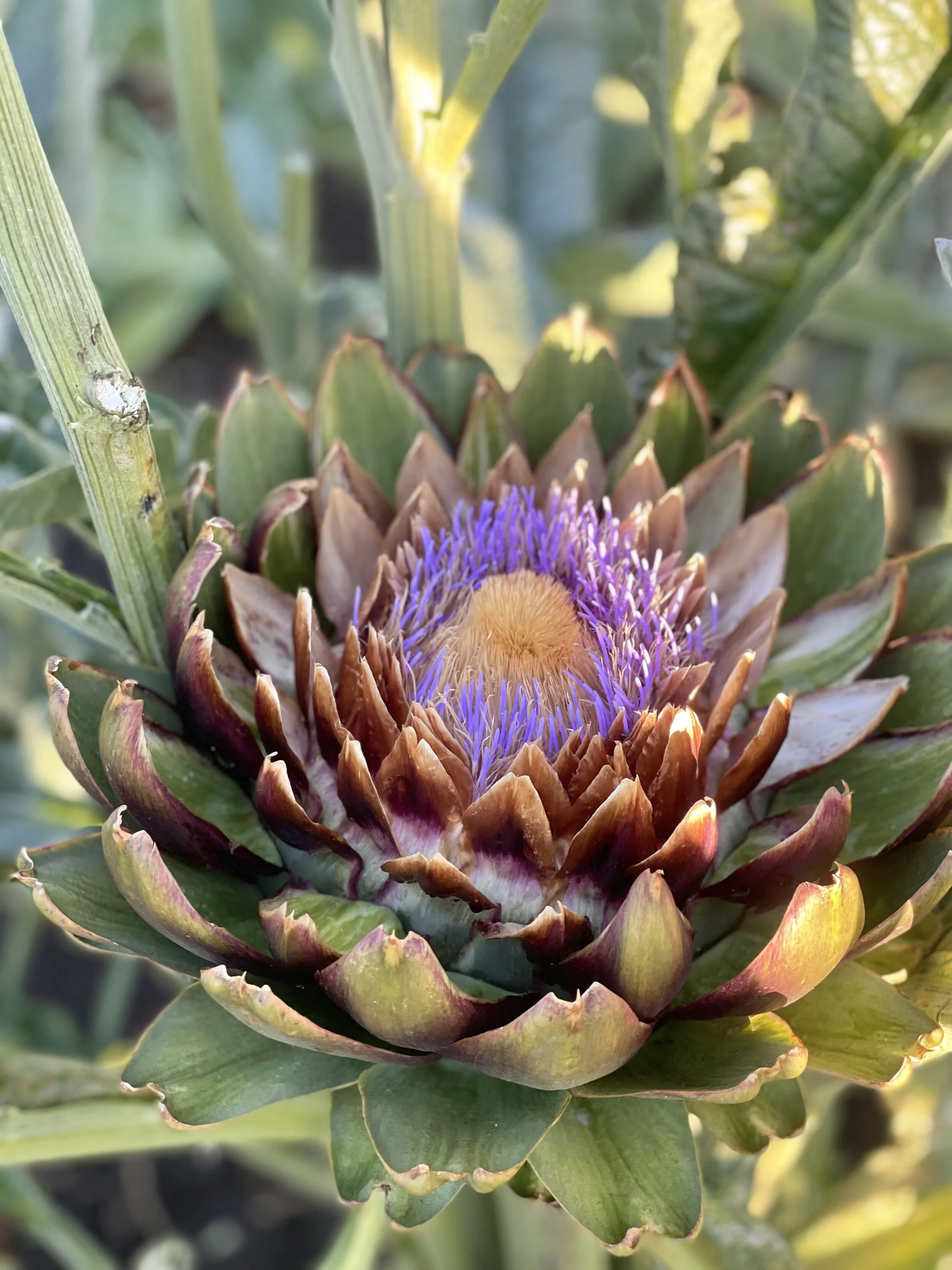 Artichoke Blooms — earthn