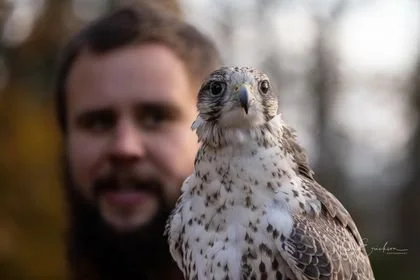 Benny the saker Falon.jpg