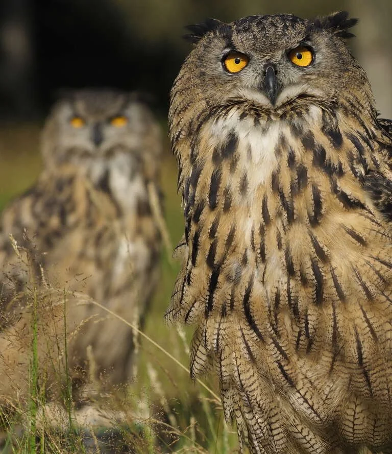 eurasian_eagle_owl_2 (2).jpg