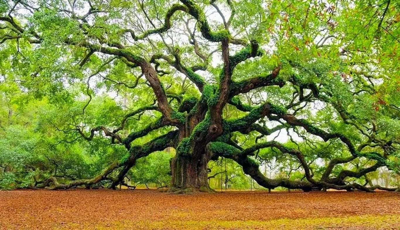 Patanjali’s eight limbs of yoga