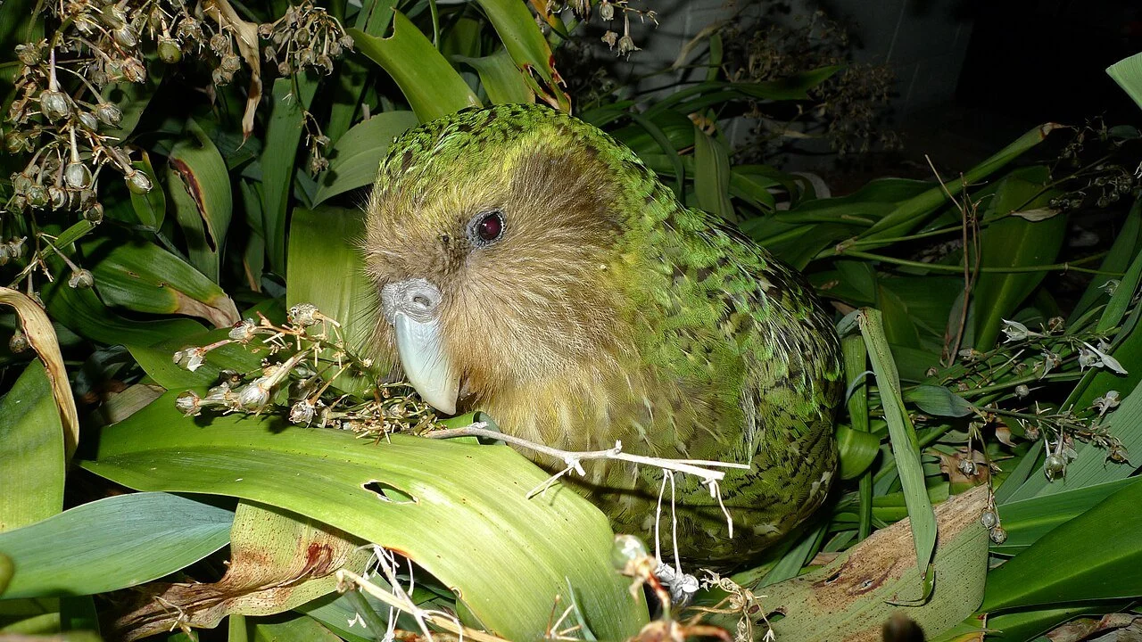 Green Kakapo Parrot among green leaves, lit by a single flashlight at night, looking at the photographer, seemingly skeptically, from its left eye.