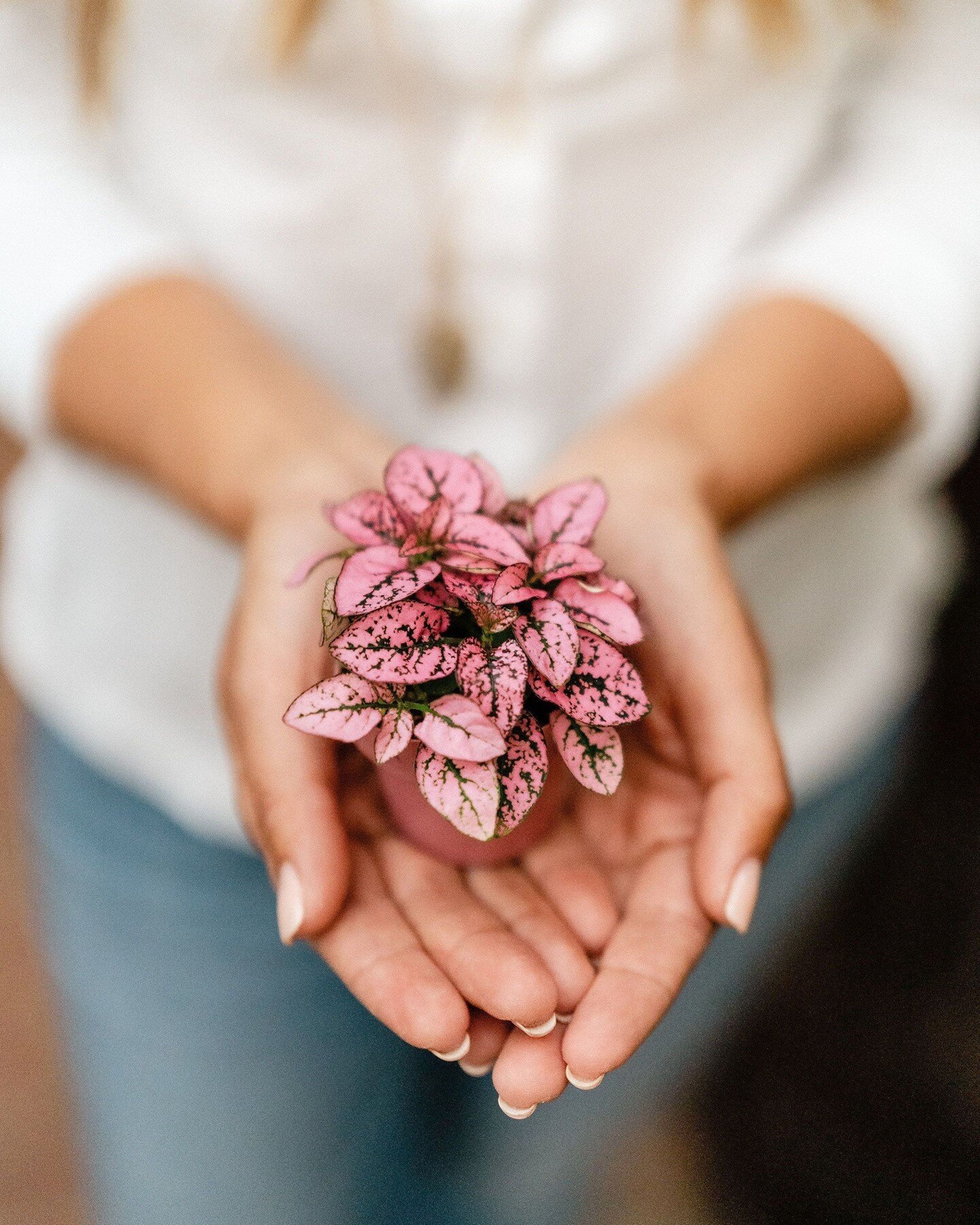 A tiny pink Polka Dot Plant to brighten your Monday. 💕⁣
⁣
⁣
📸 : @shay.studios