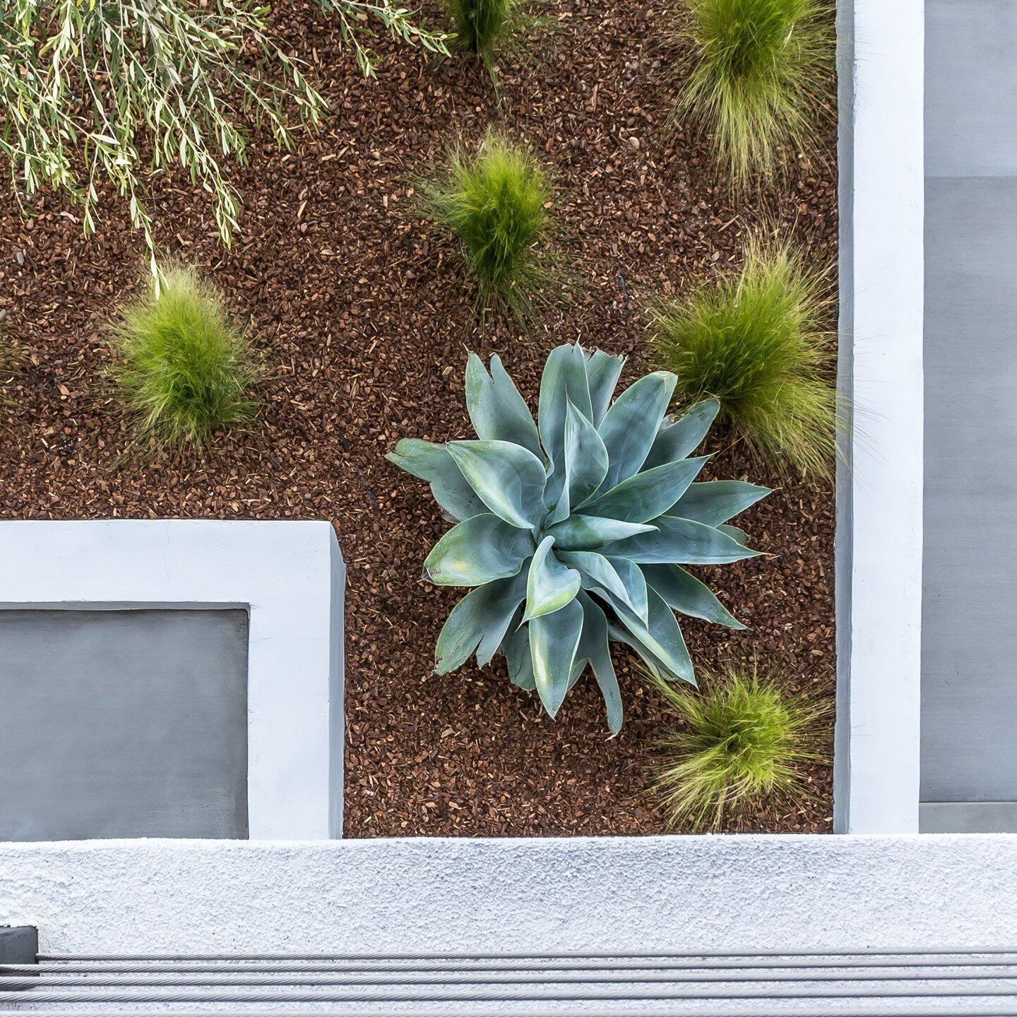 A birds eye view of the garden below highlights an Agave attenuata 'Boutin Blue' looking luminous and catching the eye of anyone who walks up to this front door.⁣
⁣
⁣
#southpark_branchout #branchoutwithjenny⁣
📸 : Emma Almendarez