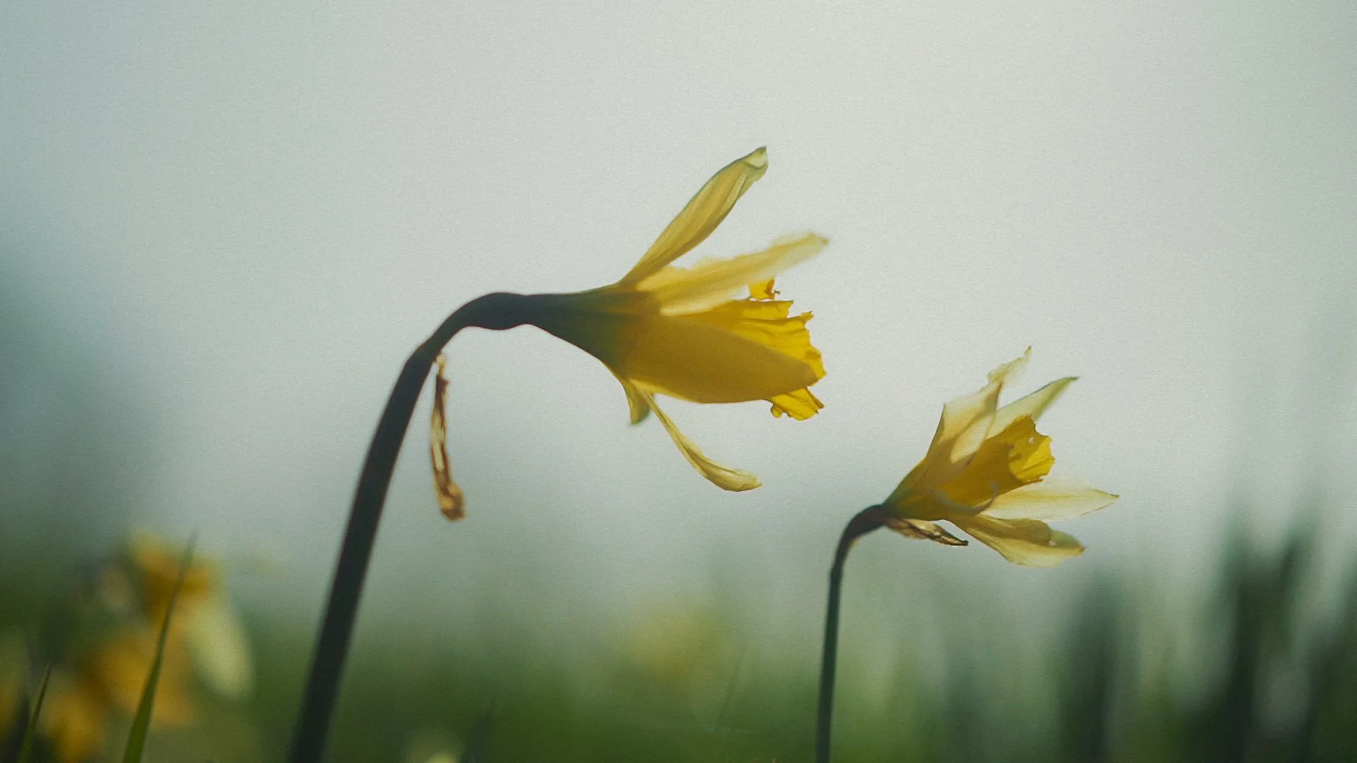 newpr422hq_HarryStylesAlbumTeaser_40_sec_16x9 00_00_00.00.jpg