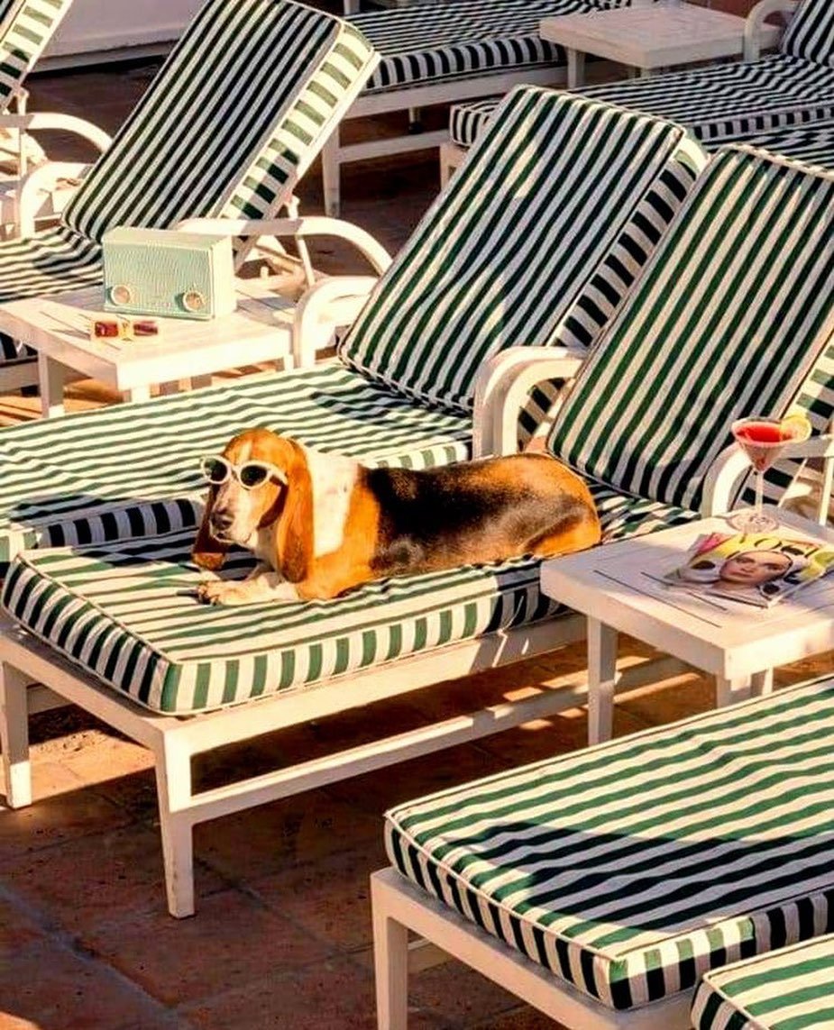 It&rsquo;s getting hot in here 😎

#summer #inspiration #doginspiration #sunglasses