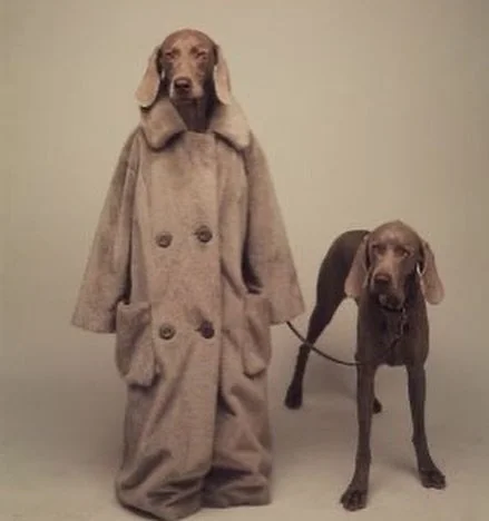 Woof 🐶

#dog #doglover #moodboard #k9 #williamwegman