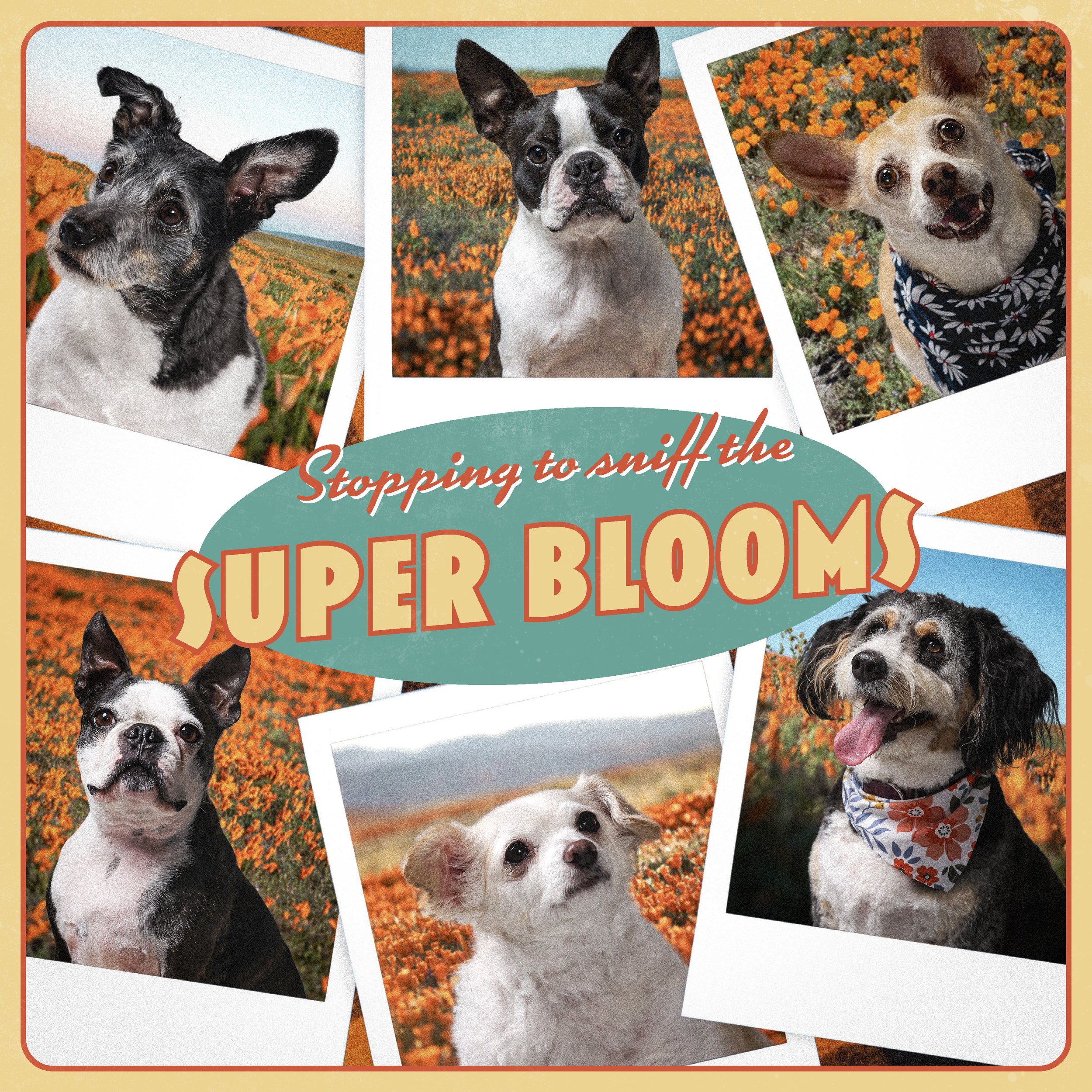 Dogs Of DLA Calendar 2024_Final_Page_06.png