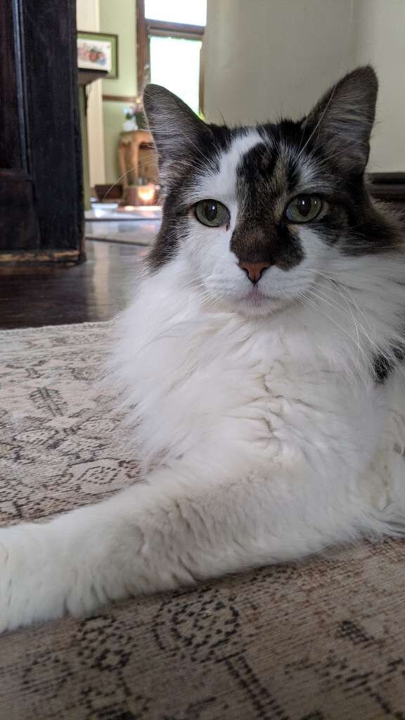 pet of the week tweak 03.jpeg