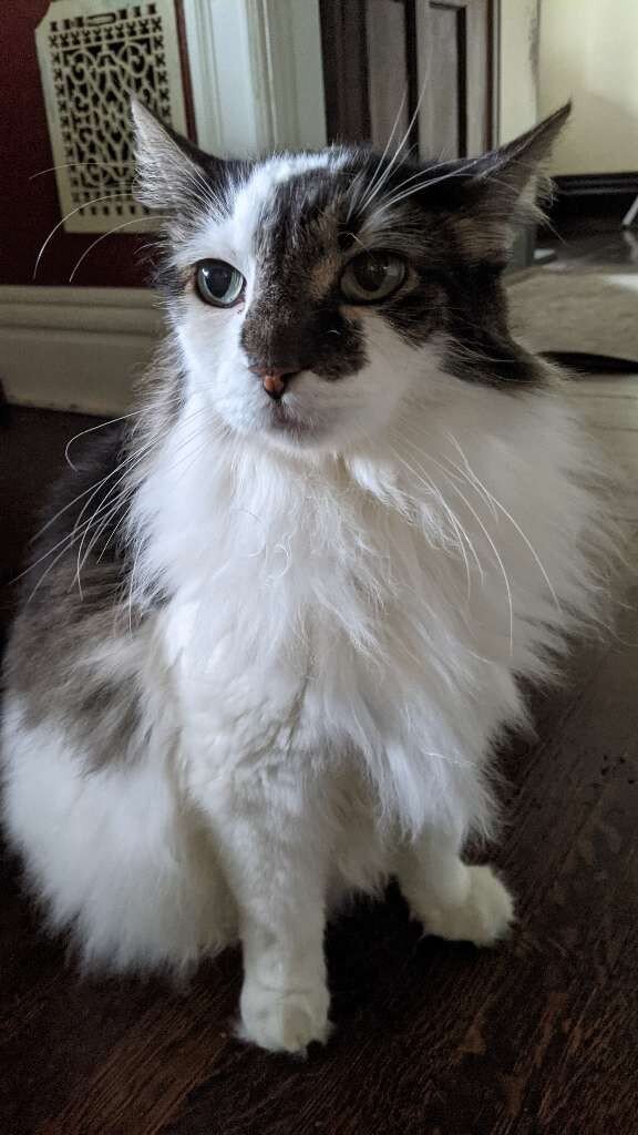 pet of the week tweak 08.jpeg