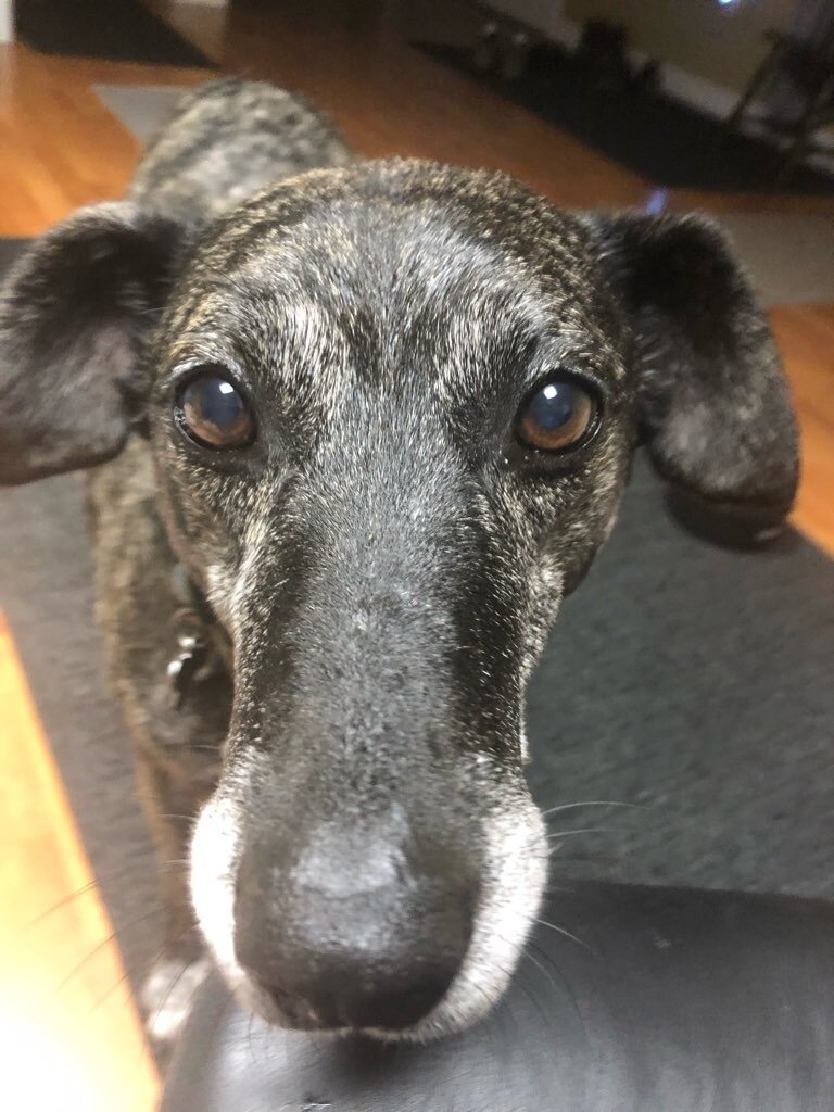 pet of the week herbert 02.jpeg