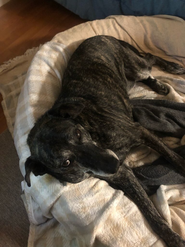 pet of the week herbert 04.jpeg