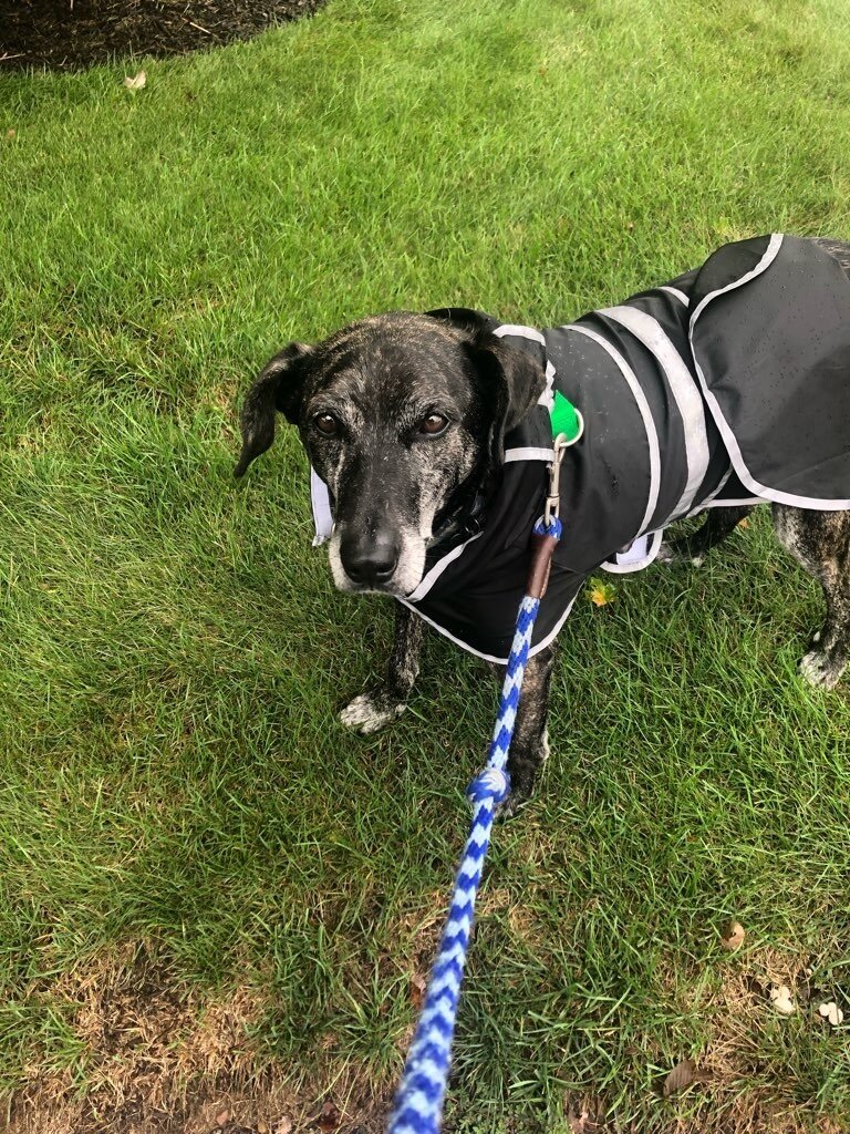 pet of the week herbert 05.jpeg