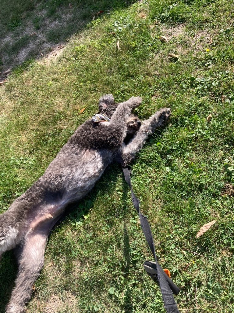 VEZG-conv-attach-250948748.jpeg