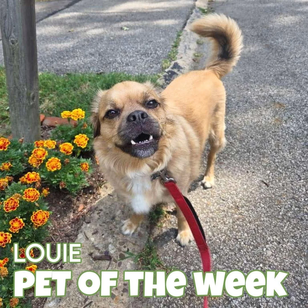🐾 Louie 🐾 