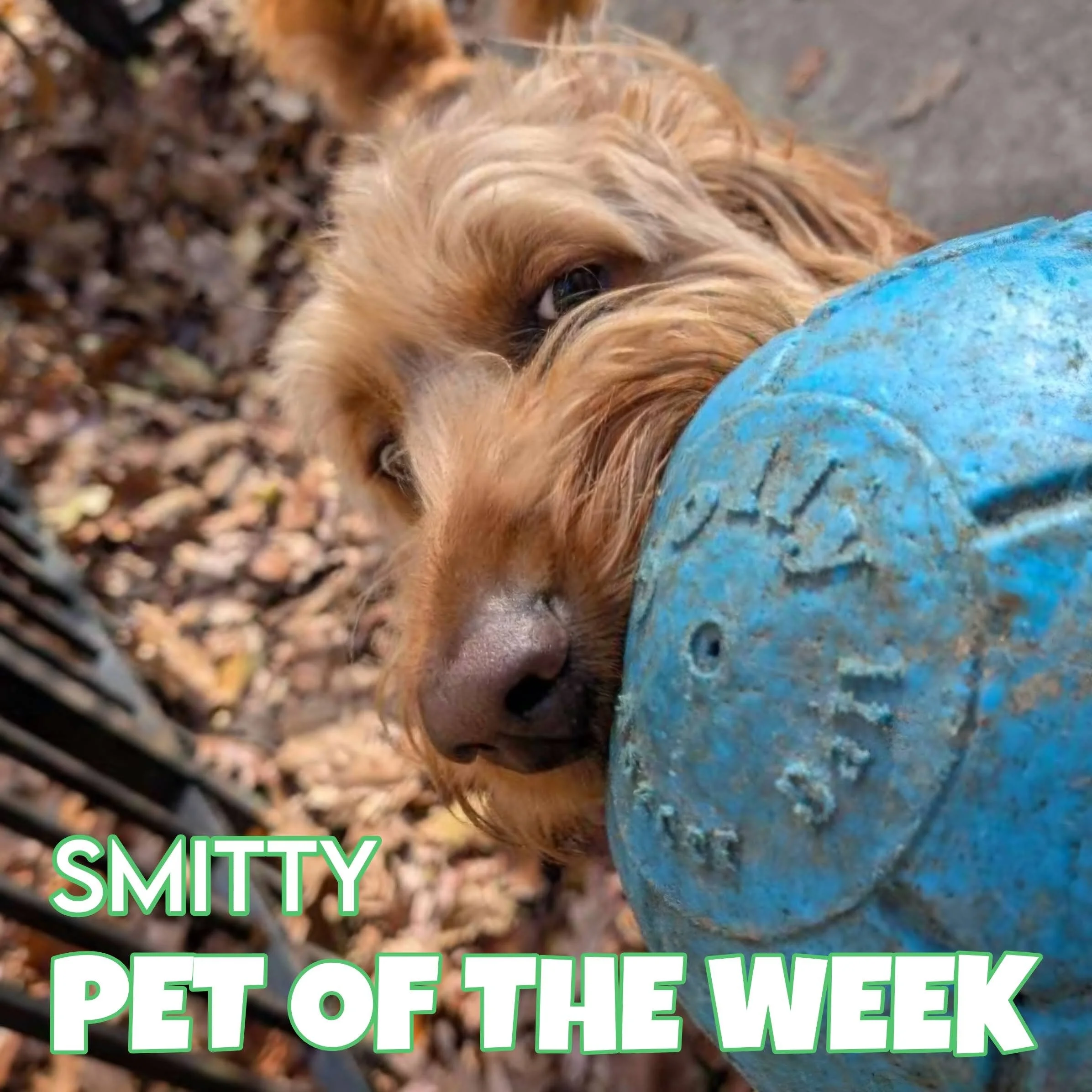 🐾 Smitty 🐾