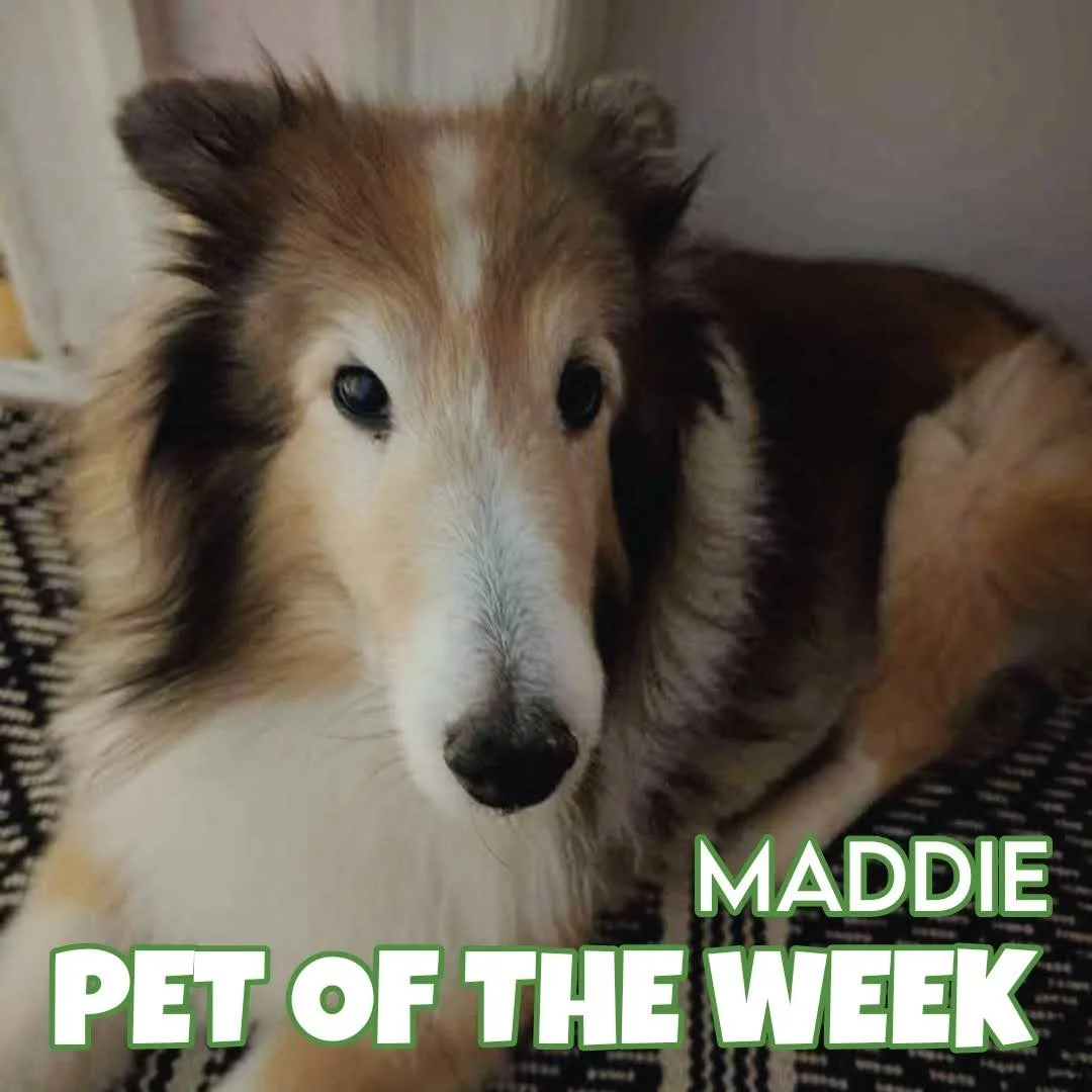 🐾 Maddie 🐾 