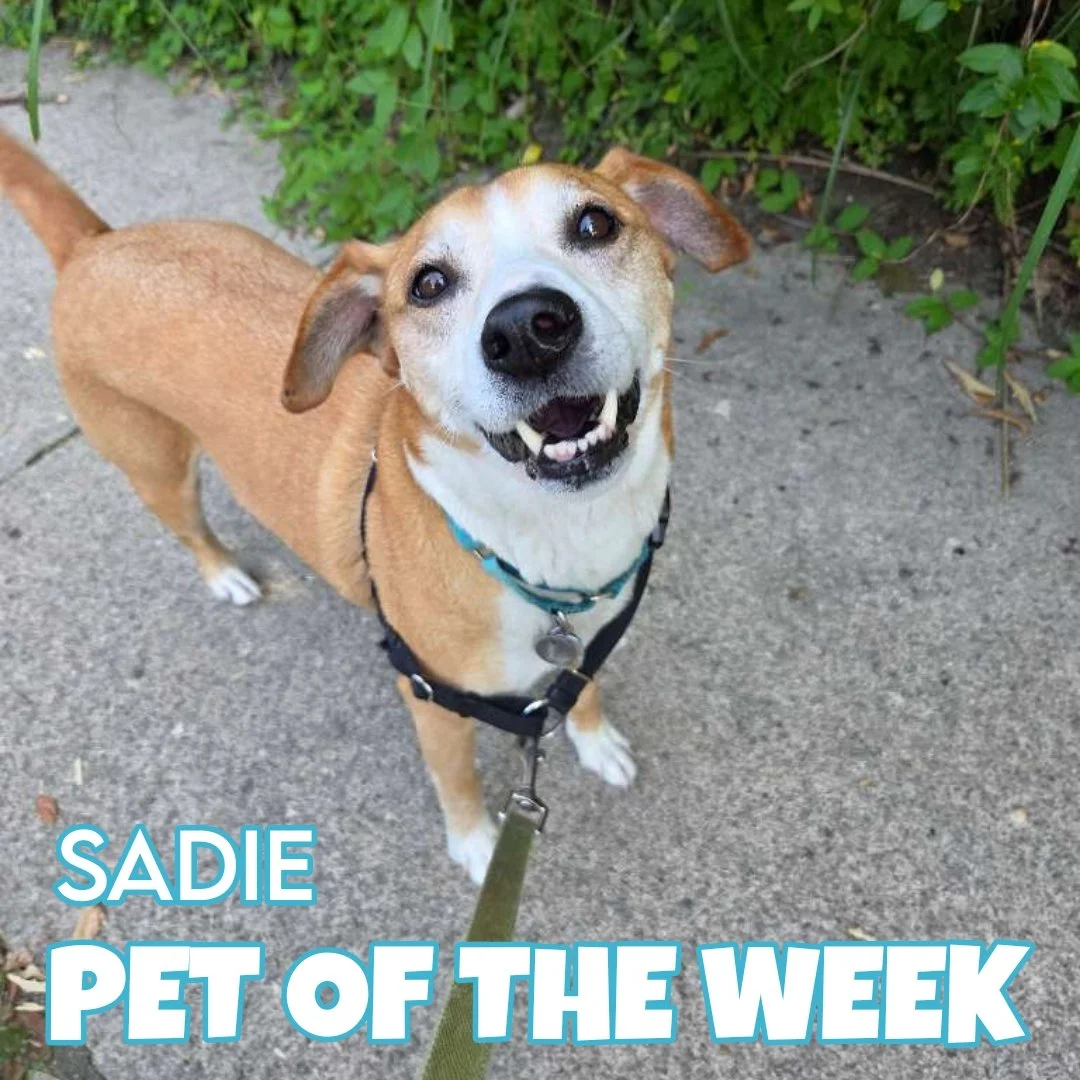 🐾 Sadie 🐾 