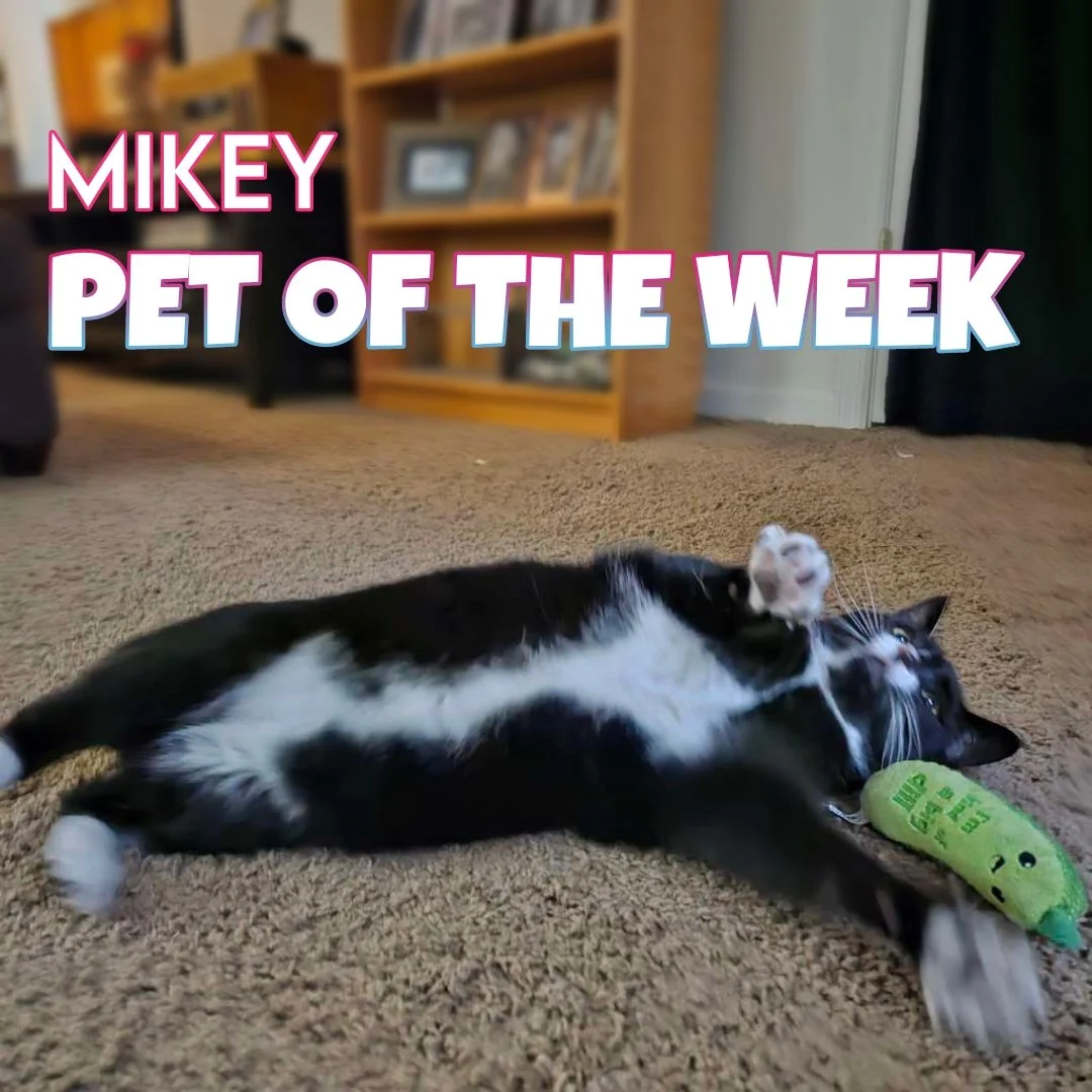 🐾 Mikey 🐾 