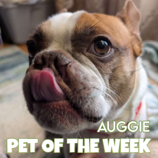 🐾 Auggie 🐾 