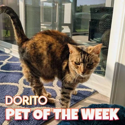 🐾 Dorito 🐾 