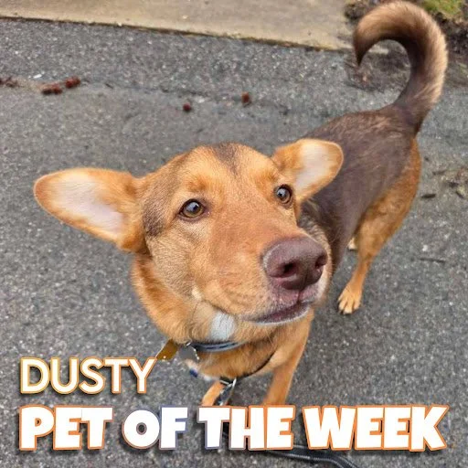 🐾 Dusty 🐾 