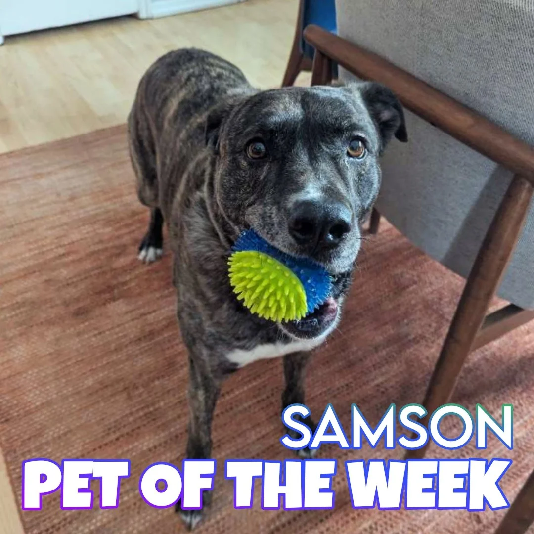 🐾 Samson 🐾