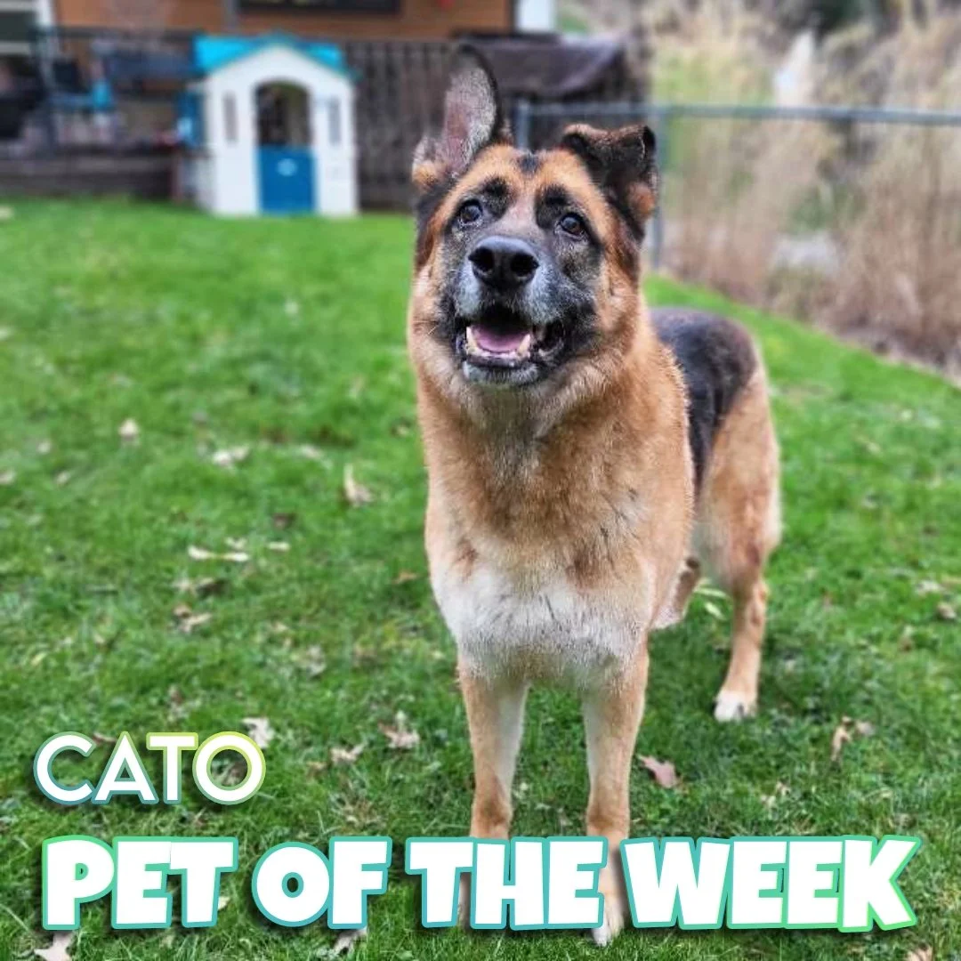 🐾 Cato 🐾 