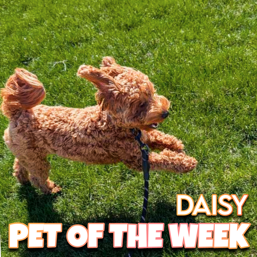 🐾 Daisy 🐾