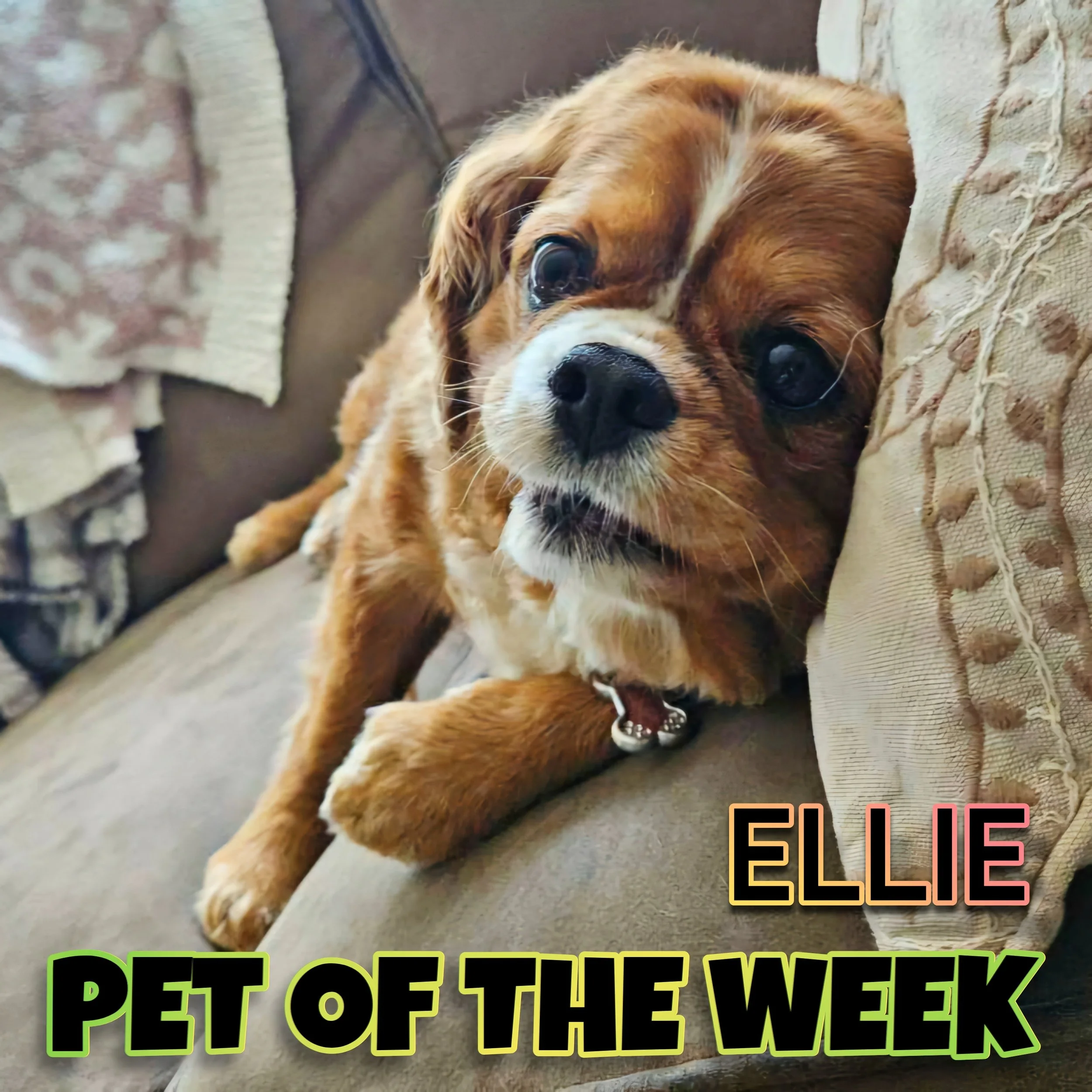 🐾 Ellie 🐾