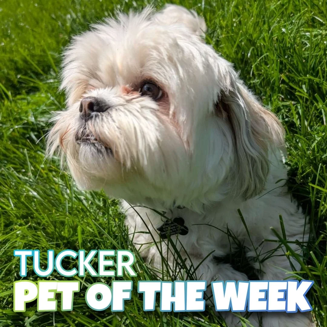🐾 Tucker 🐾