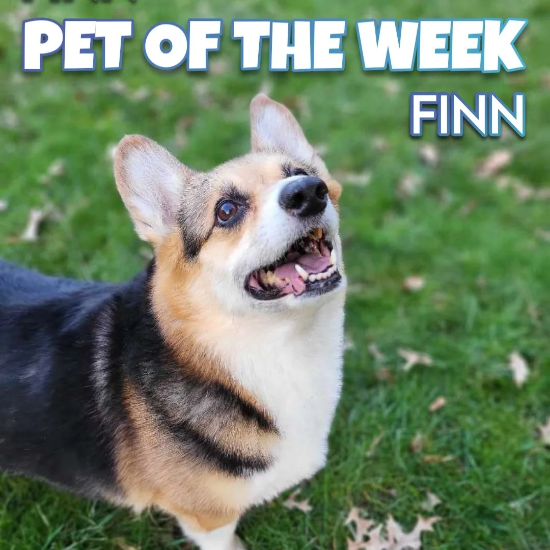 🐾 Finn 🐾 