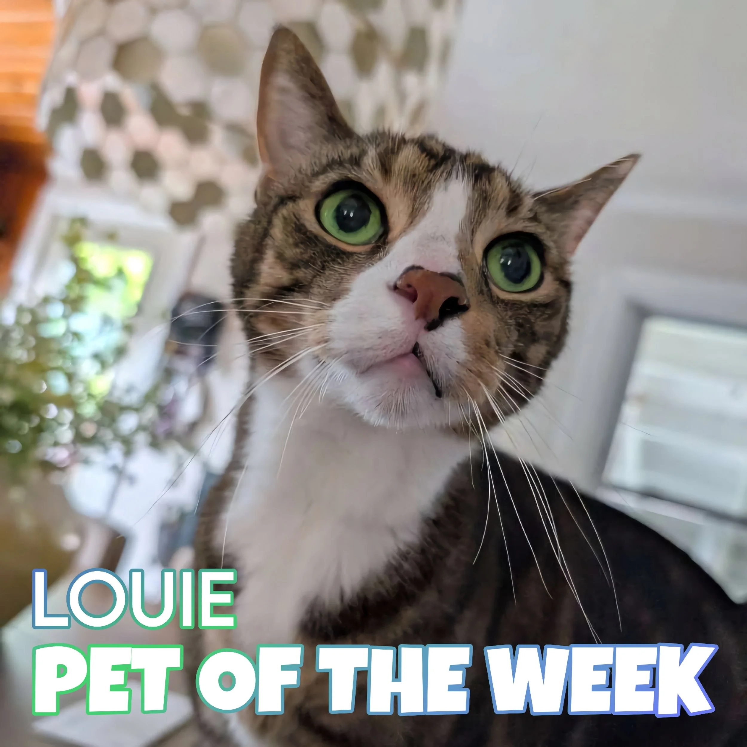 🐾 Louie 🐾 