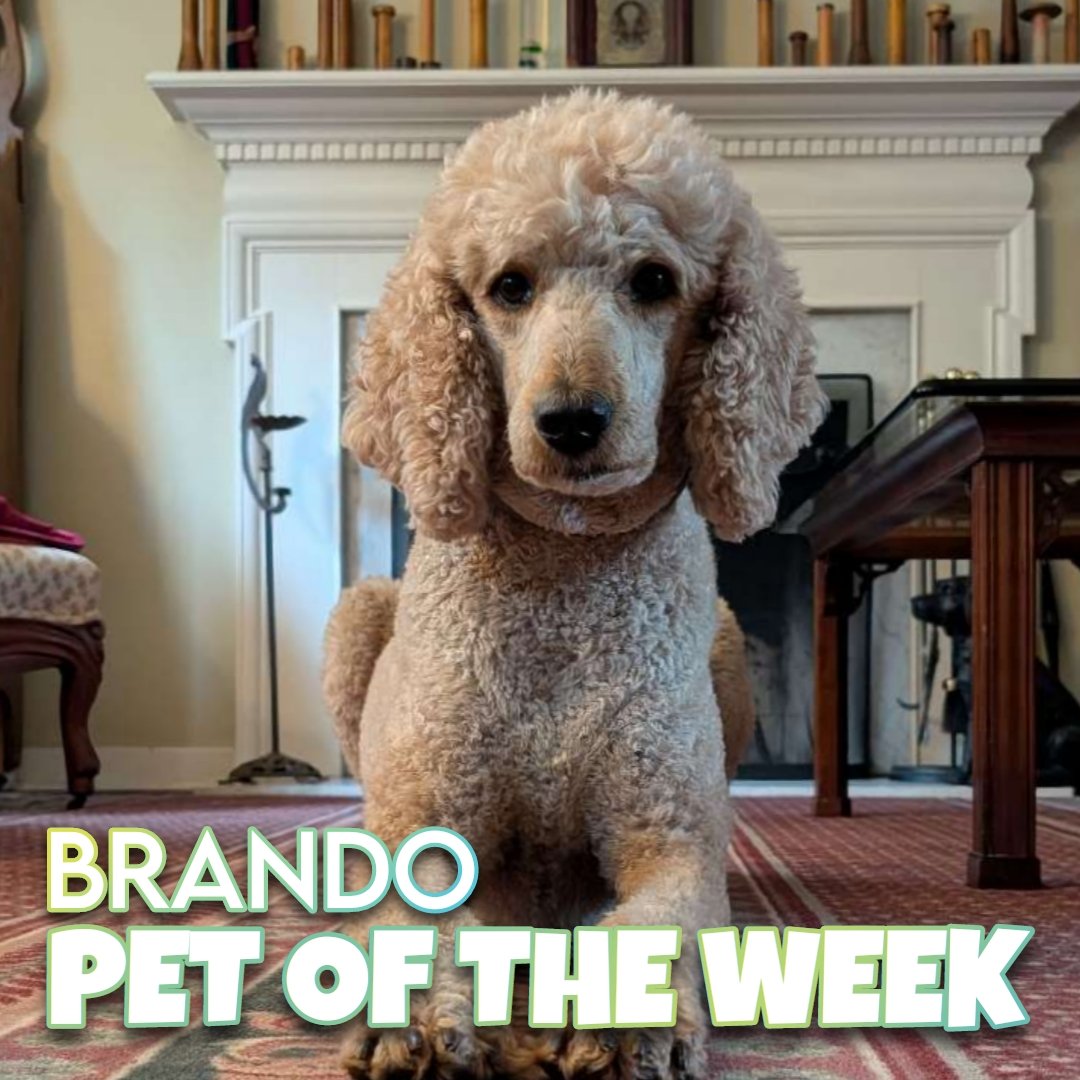 🐾 Brando 🐾