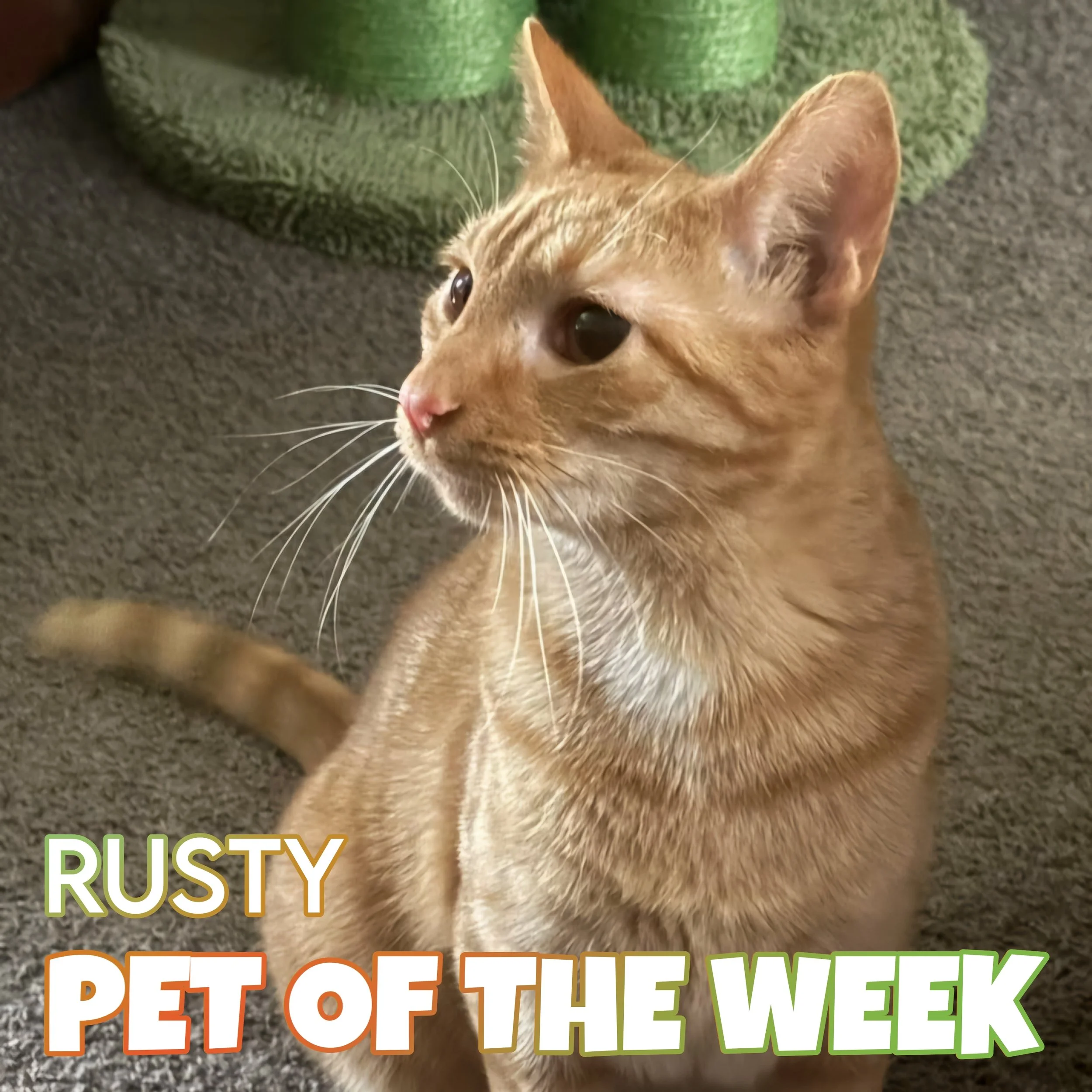 🐾 Rusty 🐾