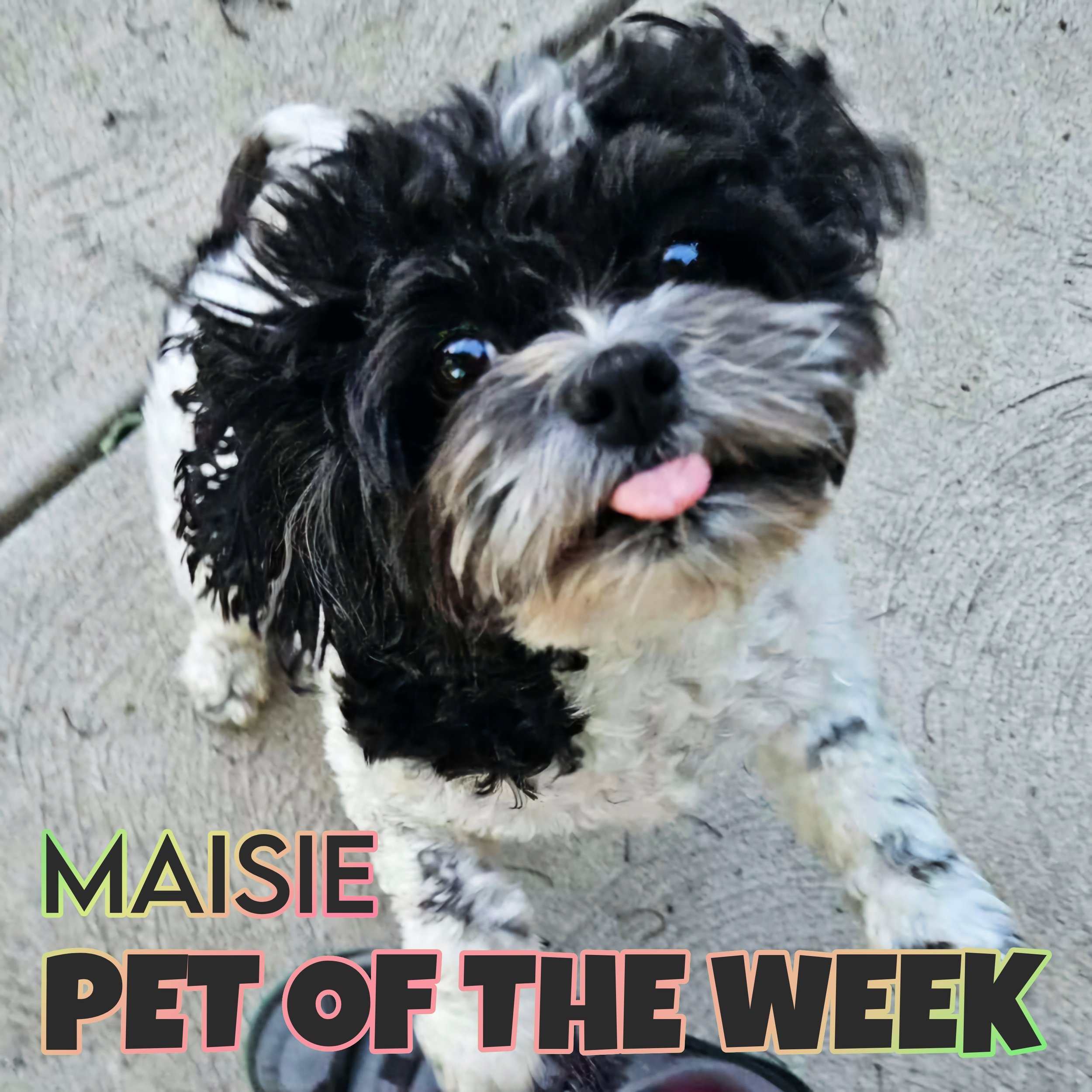 🐾 Maisie 🐾