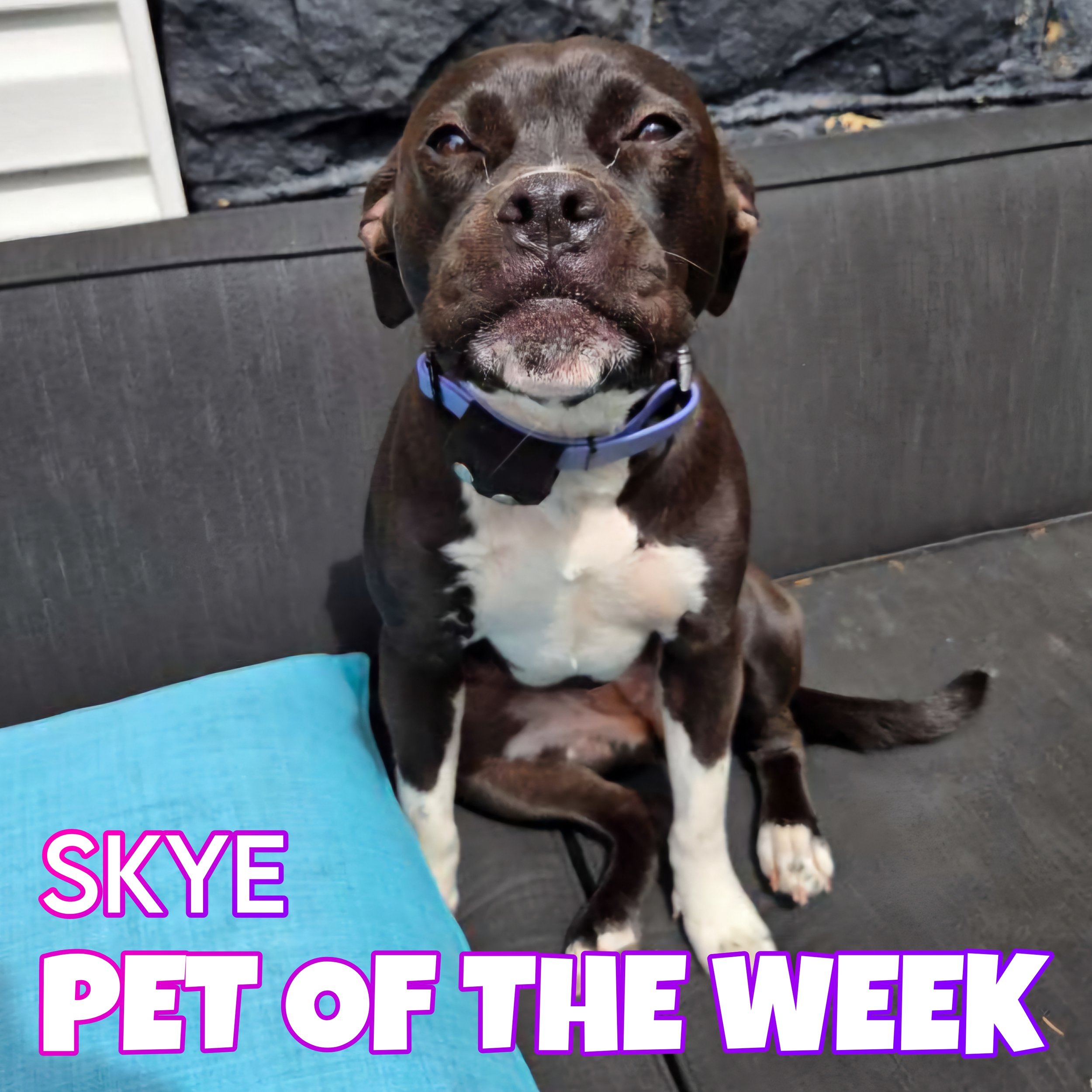 🐾 Skye 🐾