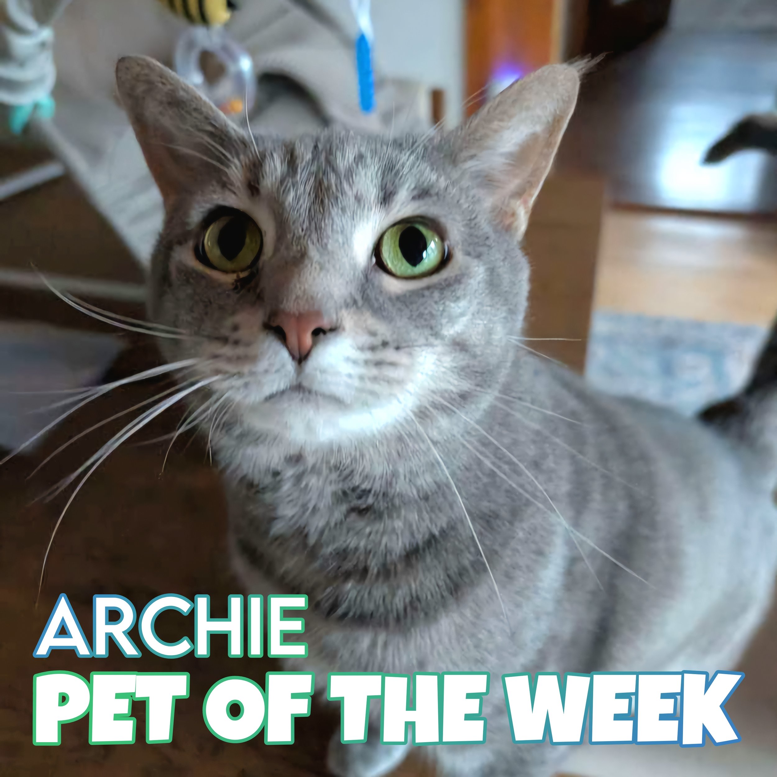 🐾 Archie 🐾